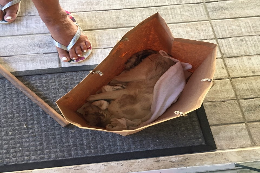 GATOS ENVENENADOS