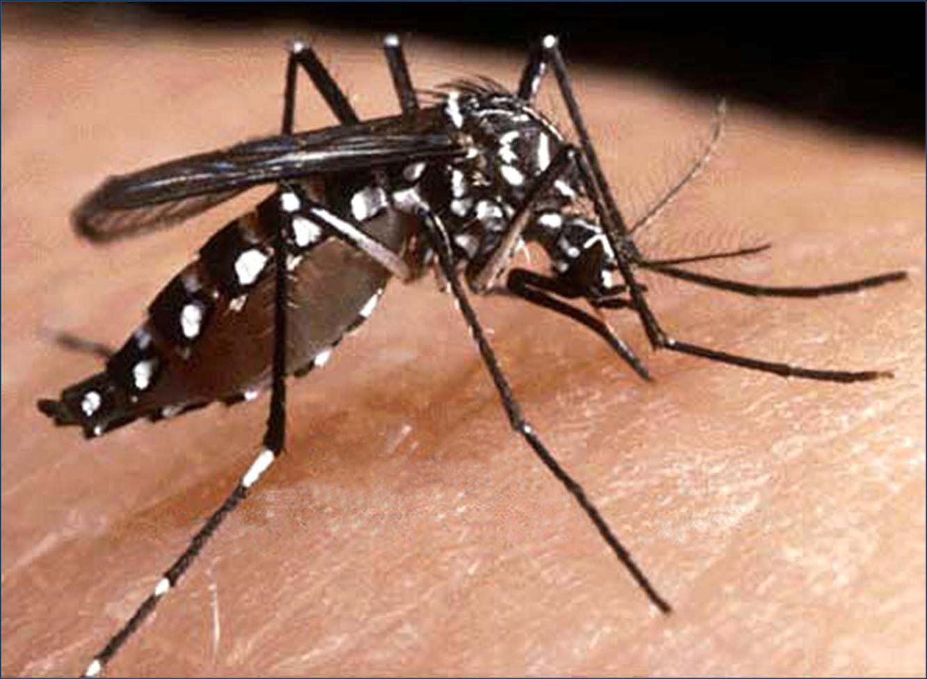 Mosquitos