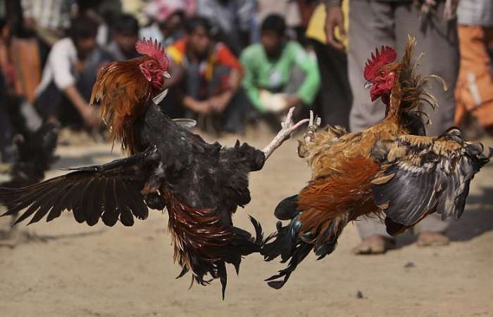 Rinhadegalo