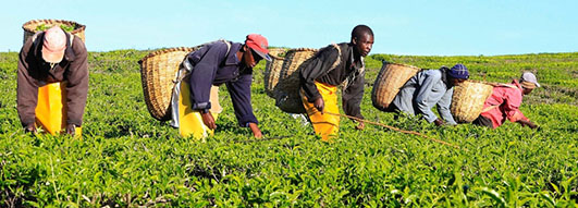 agricultores