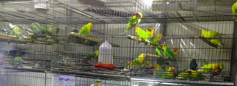 animais 18 05