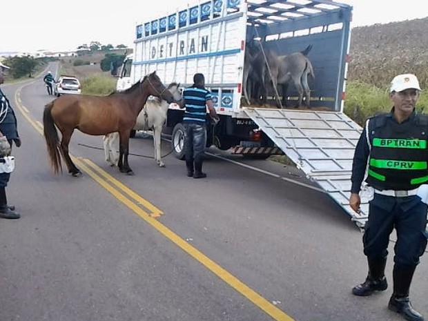 animais soltos cprv 2