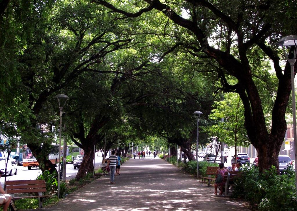 aracaju arborizada