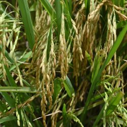 arroz