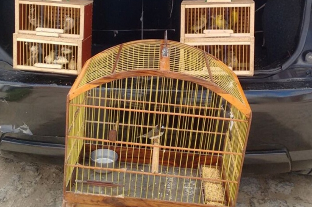 aves