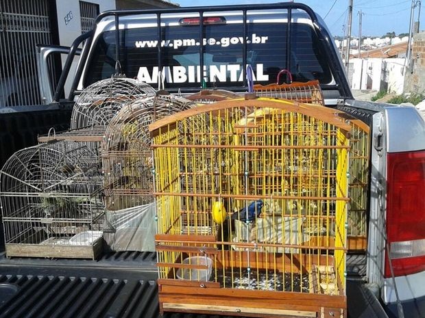 aves silvestres