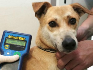 cachorrinho