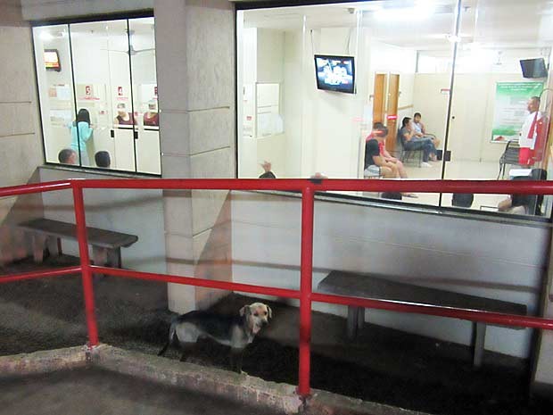 cachorro a espera do dono