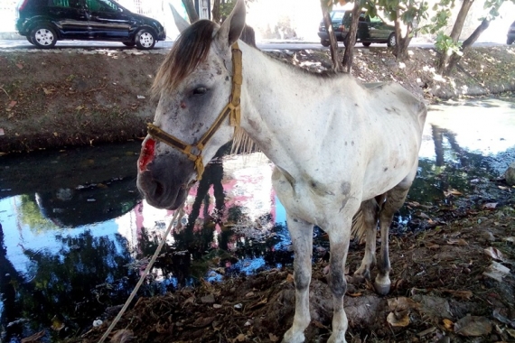 cavalo maltratado