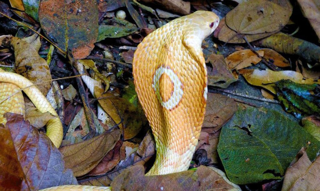 cobra naja kaouthia conhecida como naja de monoculos 09072020135453883 0 1024x613