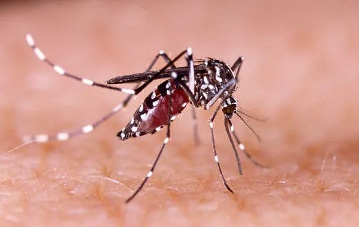 dengue302 2024