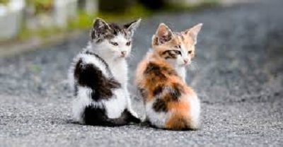 gatos