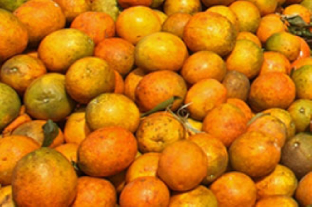 laranja2007