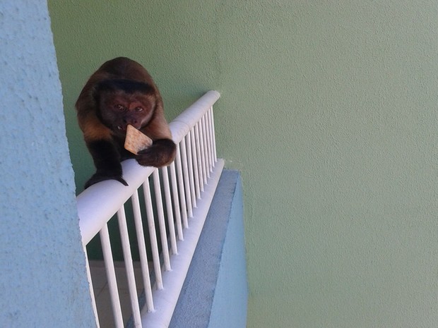 macaco