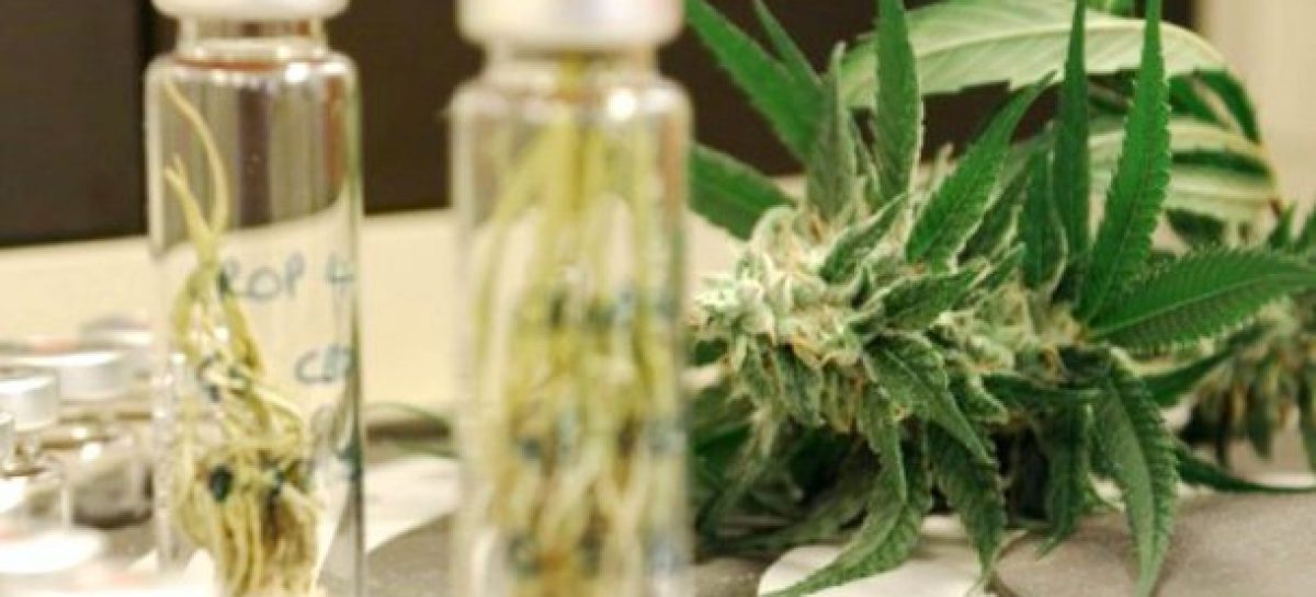 maconha