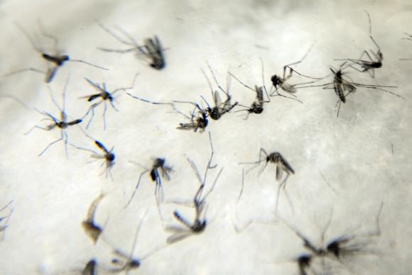 mosquito