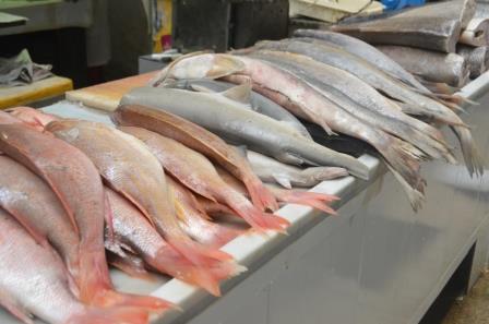 peixe10 04