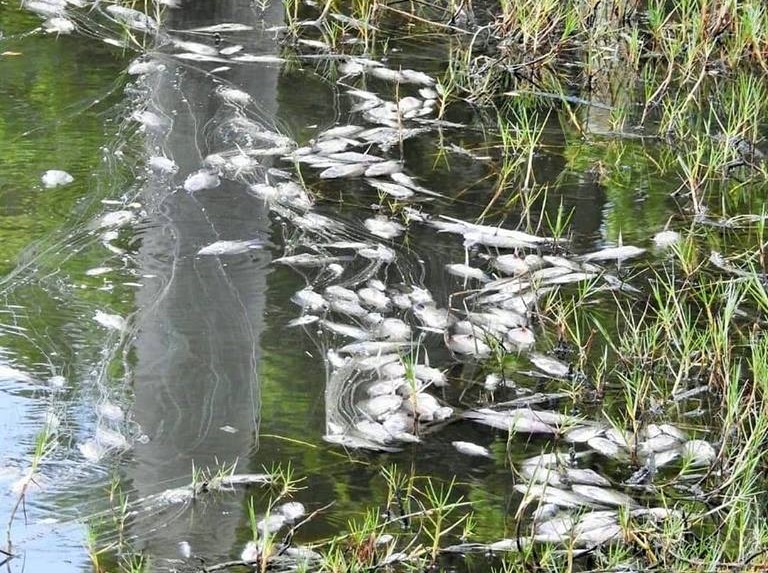 peixes 18 03