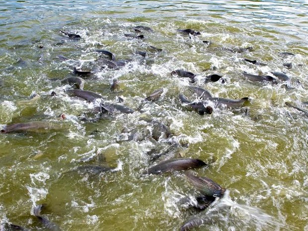 peixes