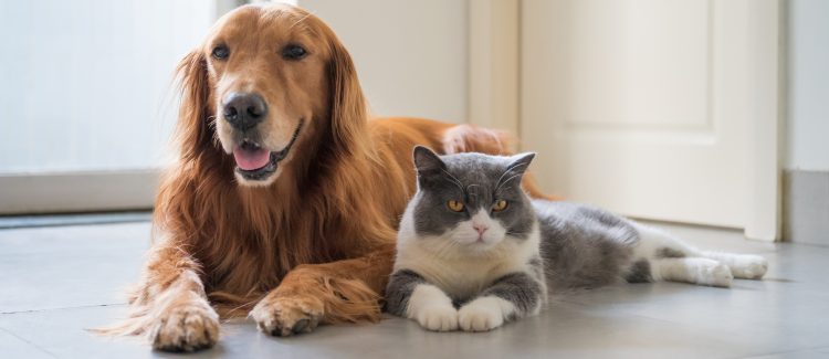 pet