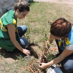plantas