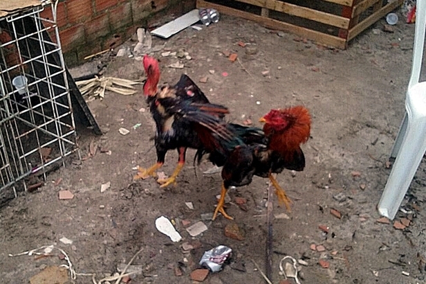 rinha de galo