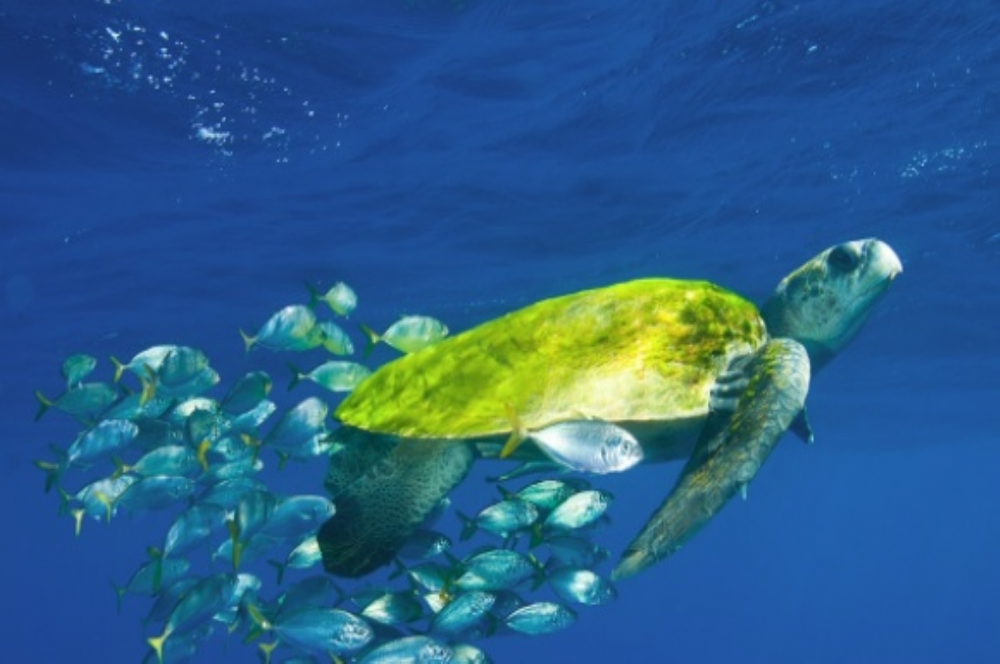 tartaruaga2707