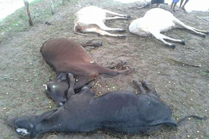 vacas
