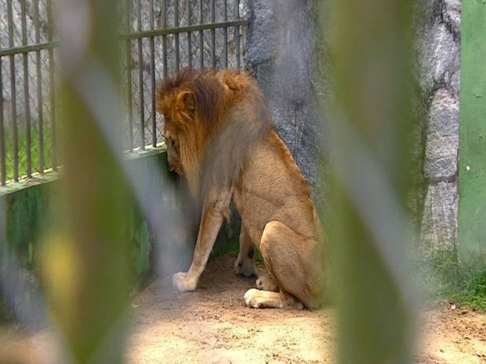 zoologico