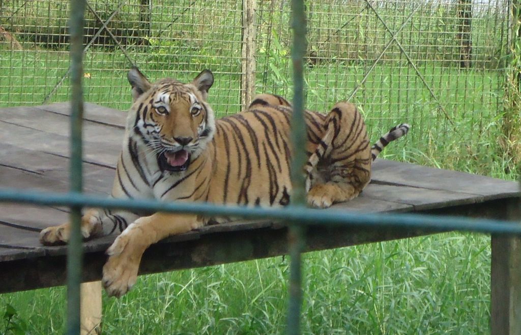 zoologico1